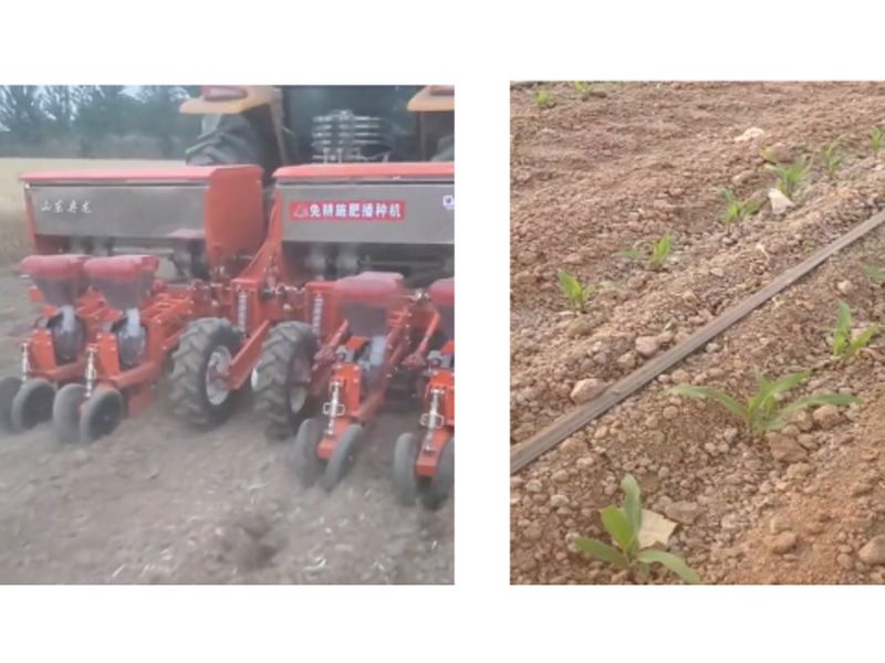 奥龙高产新模式播种玉米长势良好