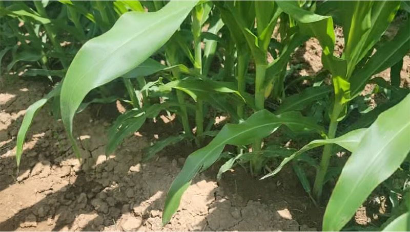 奥龙高产新模式播种玉米长势良好